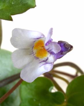 Fotografia 12 da espécie Cymbalaria muralis subesp. muralis no Jardim Botânico UTAD