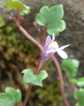 Fotografia 13 da espécie Cymbalaria muralis subesp. muralis no Jardim Botânico UTAD