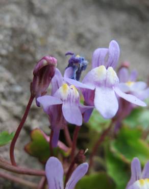 Fotografia 14 da espécie Cymbalaria muralis subesp. muralis no Jardim Botânico UTAD