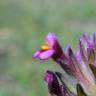 Fotografia 9 da espécie Parentucellia latifolia do Jardim Botânico UTAD