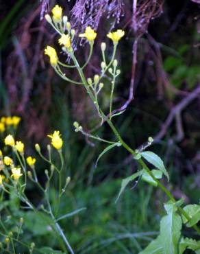 Fotografia 2 da espécie Crepis lampsanoides no Jardim Botânico UTAD