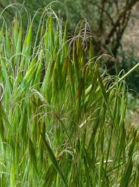 Fotografia da espécie Bromus tectorum