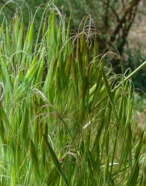 Fotografia 3 da espécie Bromus tectorum no Jardim Botânico UTAD