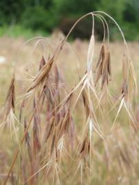 Fotografia da espécie Bromus tectorum