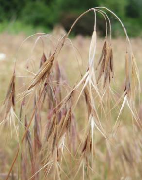 Fotografia 5 da espécie Bromus tectorum no Jardim Botânico UTAD