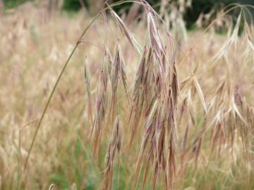 Fotografia da espécie Bromus tectorum