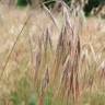 Fotografia 6 da espécie Bromus tectorum do Jardim Botânico UTAD