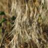 Fotografia 8 da espécie Bromus tectorum do Jardim Botânico UTAD