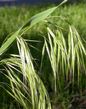 Fotografia 10 da espécie Bromus tectorum no Jardim Botânico UTAD