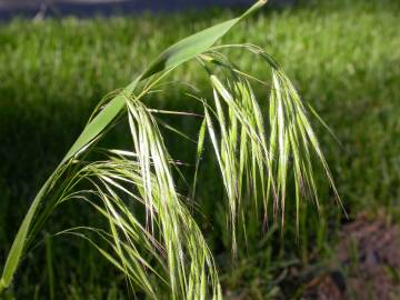 Fotografia da espécie Bromus tectorum