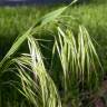 Fotografia 10 da espécie Bromus tectorum do Jardim Botânico UTAD