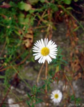 Fotografia 3 da espécie Erigeron karvinskianus no Jardim Botânico UTAD