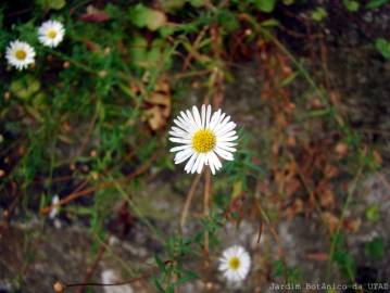 Fotografia da espécie Erigeron karvinskianus