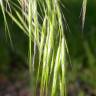 Fotografia 12 da espécie Bromus tectorum do Jardim Botânico UTAD