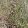 Fotografia 14 da espécie Bromus tectorum do Jardim Botânico UTAD