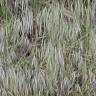 Fotografia 15 da espécie Bromus tectorum do Jardim Botânico UTAD