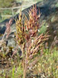 Fotografia da espécie Poa bulbosa