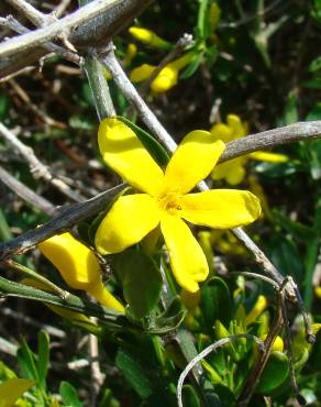 Fotografia 6 da espécie Chrysojasminum fruticans no Jardim Botânico UTAD