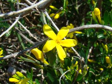 Fotografia da espécie Chrysojasminum fruticans