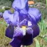 Fotografia 8 da espécie Iris germanica do Jardim Botânico UTAD