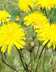 Crepis vesicaria subesp. taraxacifolia