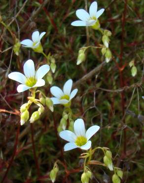 Fotografia 7 da espécie Saxifraga fragosoi no Jardim Botânico UTAD