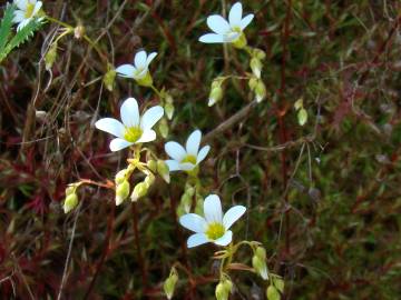 Fotografia da espécie Saxifraga fragosoi