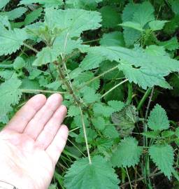 Fotografia da espécie Urtica dioica