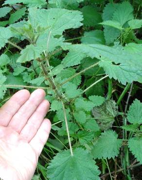 Fotografia 7 da espécie Urtica dioica no Jardim Botânico UTAD