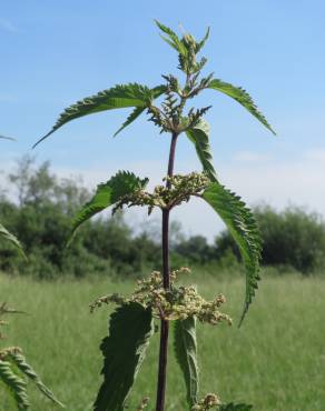 Fotografia 11 da espécie Urtica dioica no Jardim Botânico UTAD
