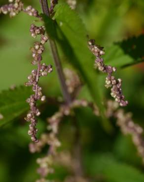 Fotografia 12 da espécie Urtica dioica no Jardim Botânico UTAD