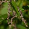 Fotografia 12 da espécie Urtica dioica do Jardim Botânico UTAD