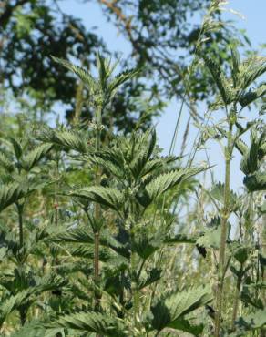 Fotografia 13 da espécie Urtica dioica no Jardim Botânico UTAD