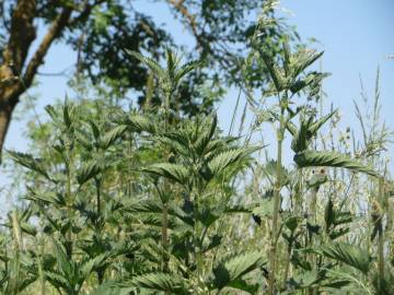 Fotografia da espécie Urtica dioica