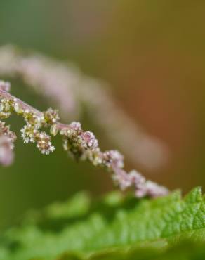 Fotografia 15 da espécie Urtica dioica no Jardim Botânico UTAD