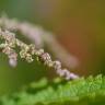 Fotografia 15 da espécie Urtica dioica do Jardim Botânico UTAD