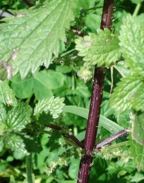 Fotografia 13 da espécie Urtica urens no Jardim Botânico UTAD