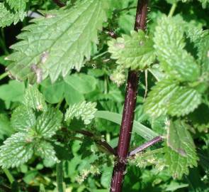 Fotografia da espécie Urtica urens