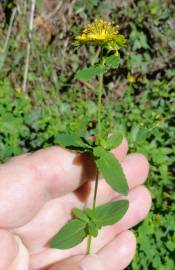 Fotografia da espécie Hypericum undulatum