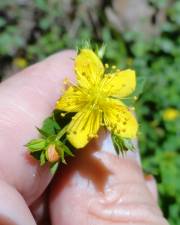 Fotografia da espécie Hypericum undulatum