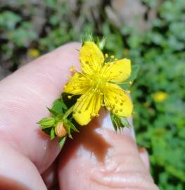 Fotografia da espécie Hypericum undulatum