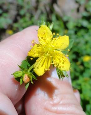 Fotografia 1 da espécie Hypericum undulatum no Jardim Botânico UTAD