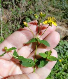 Fotografia da espécie Hypericum undulatum