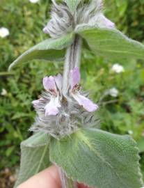 Fotografia da espécie Stachys germanica