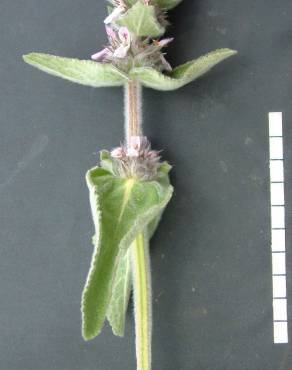 Fotografia 6 da espécie Stachys germanica no Jardim Botânico UTAD