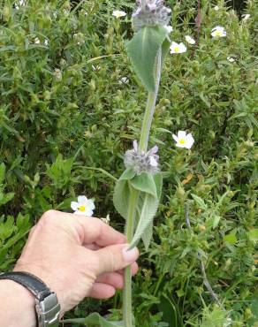 Fotografia 8 da espécie Stachys germanica no Jardim Botânico UTAD