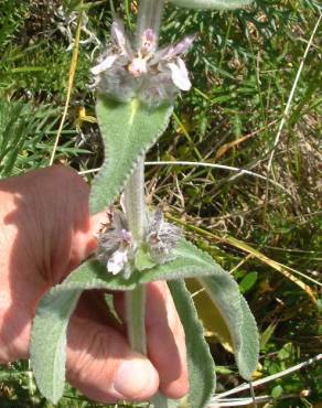 Fotografia 9 da espécie Stachys germanica no Jardim Botânico UTAD