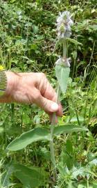 Fotografia da espécie Stachys germanica