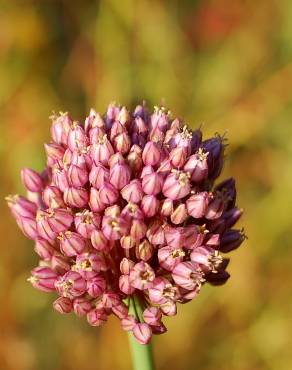 Fotografia 7 da espécie Allium ampeloprasum no Jardim Botânico UTAD