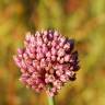 Fotografia 7 da espécie Allium ampeloprasum do Jardim Botânico UTAD